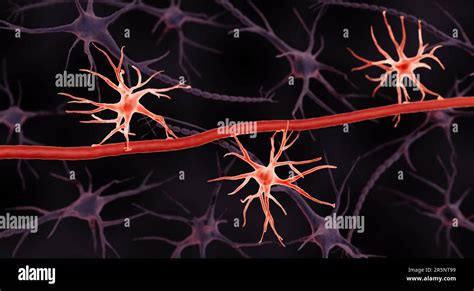 5 Ways Astrocytes Support The Blood-Brain Barrier