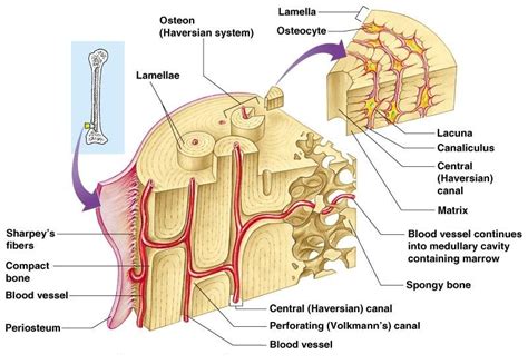 5 Ways Bone Cells Form Around Haversian Canals