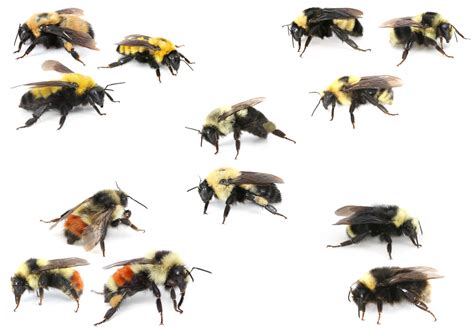 5 Ways Bumblebees Take Human Form