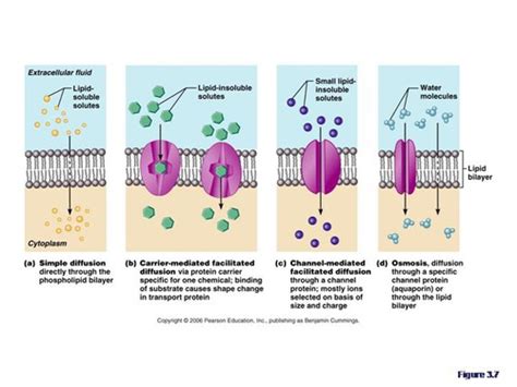 5 Ways Channel-Mediated Diffusion Fuels Active Transport