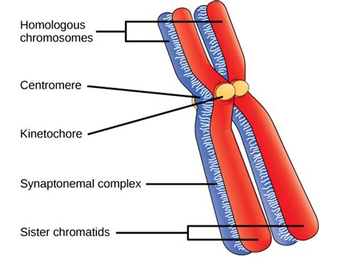 5 Ways Chromosomes Pair And Form Synapses