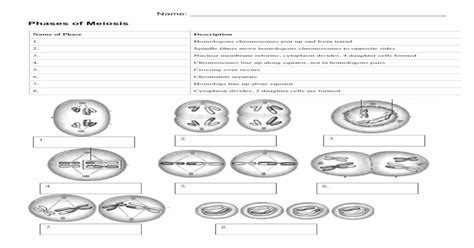 5 Ways Chromosomes Pair And Form Tetrads