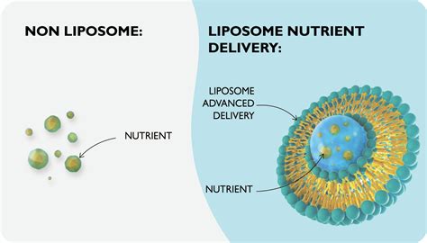 5 Ways Liposomes Form And Their Importance