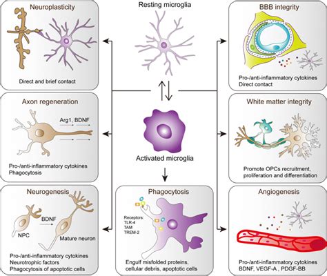 5 Ways Microglial Cells Form Blood-Brain Barrier