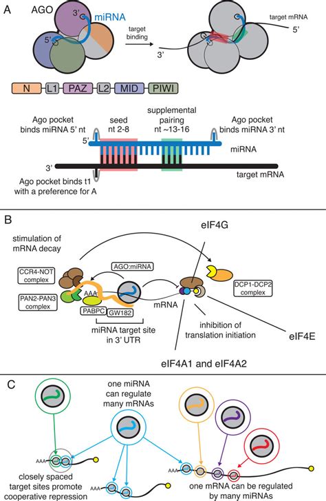 5 Ways Microrna Functions In Rna Regulation