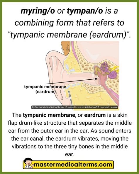 5 Ways Myring O Changes Ear Related Terms