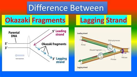 5 Ways Okazaki Fragments Form On The Lagging Strand