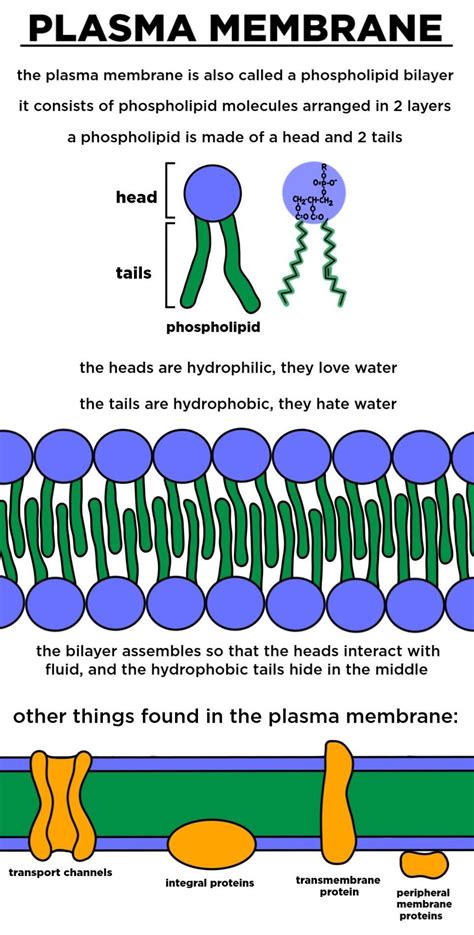 5 Ways Phospholipids Form The Plasma Membrane