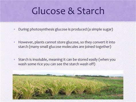 5 Ways Plants Store Glucose As Starch