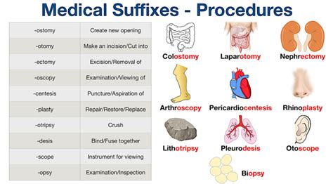 5 Ways Pleur- O Means Relates To Medical Terms