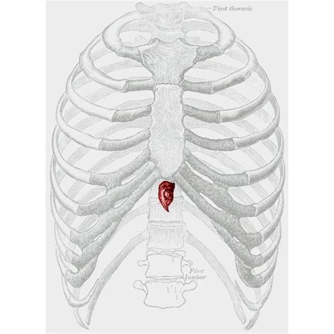 5 Ways The Xiphoid Process Aids In Artificial Respiration