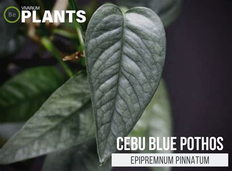 5 Ways To Achieve Cebu Blue Pothos Mature Form