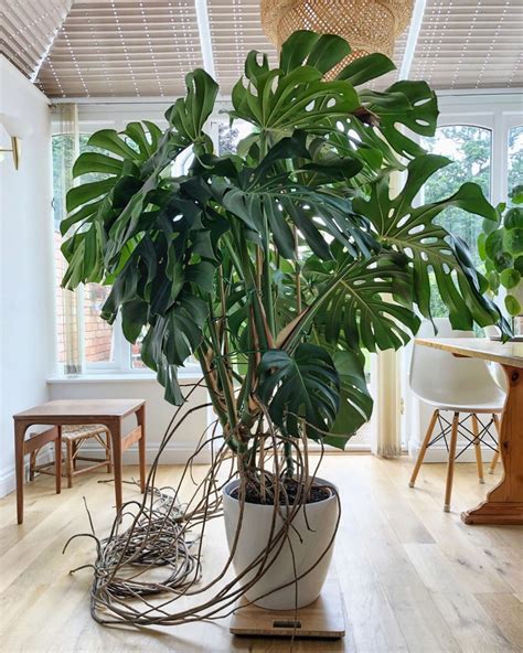 5 Ways To Grow A Massive Monstera Deliciosa