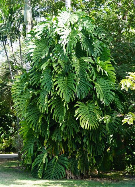 5 Ways To Grow Large Form Monstera Deliciosa