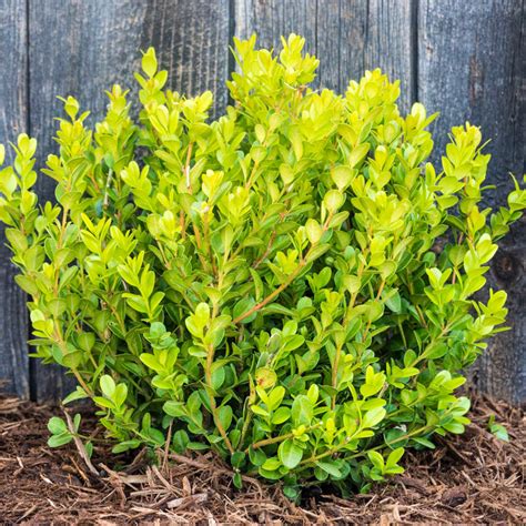 5 Ways To Grow Perfect Green Gem Boxwood Shrubs