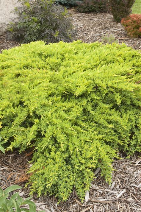 5 Ways To Style Daubs Frosted Juniper Tree Form