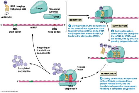 5 Ways Translation Forms Proteins