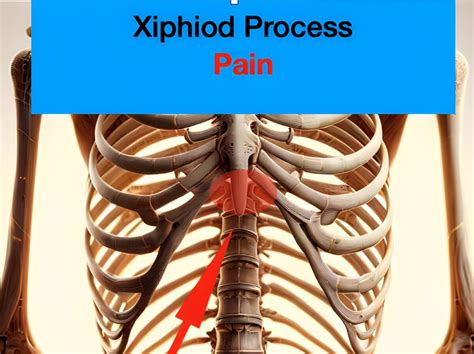 5 Ways Xiphoid Process Relates To Artificial Respiration