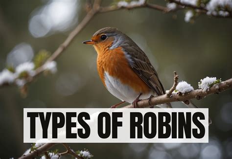 6 Forms Of Robins Demon State