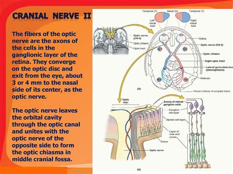 6 Ways Axons Converge To Form The Optic Nerve