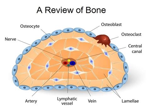 6 Ways Chondrocytes And Osteocytes Form Bone Tissue