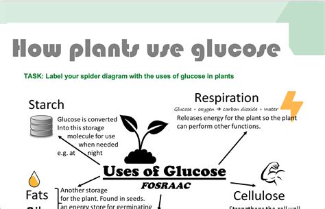 6 Ways Glucose Is Stored In Animals