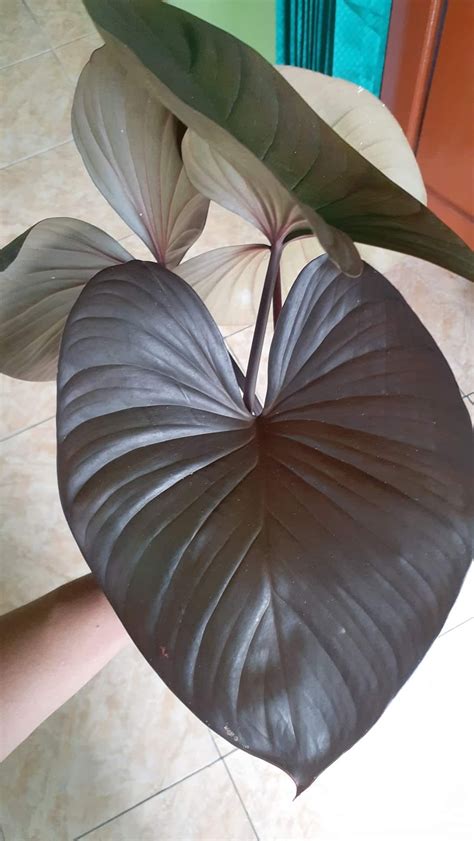 7 Care Tips For Homalomena Black Form