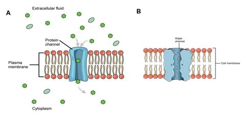 7 Channels That Form Across The Plasma Membrane