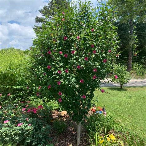 7 Stunning Althea Tree Forms To Inspire Your Garden