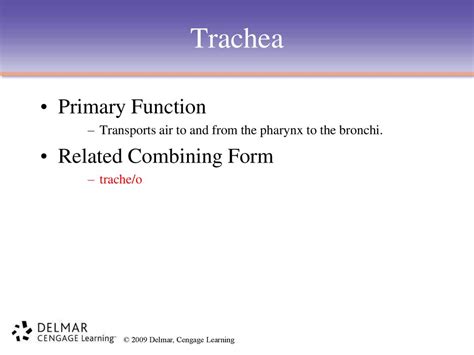 7 Tips For Understanding Trachea Combining Form