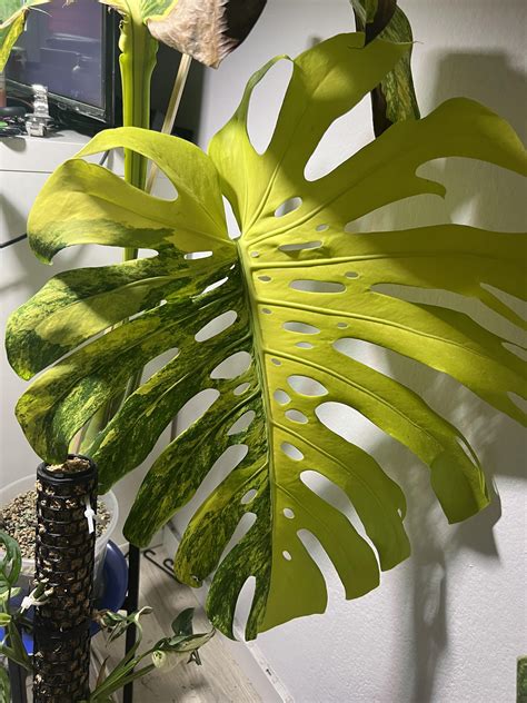 7 Tips To Grow Monstera Aurea Large Form