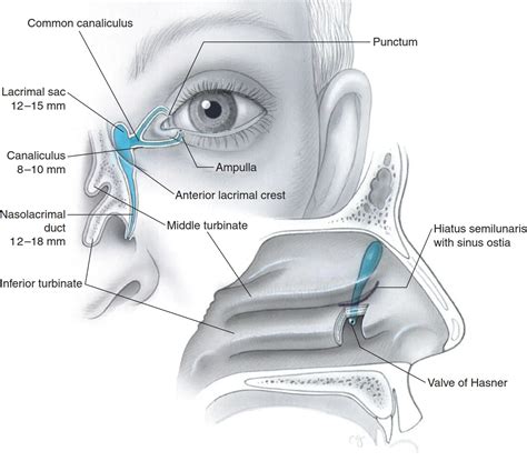 7 Ways Nasolacrimal Relates To Nose And Tear Ducts