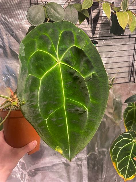 7 Ways To Care For Anthurium Forgetii Dark Form