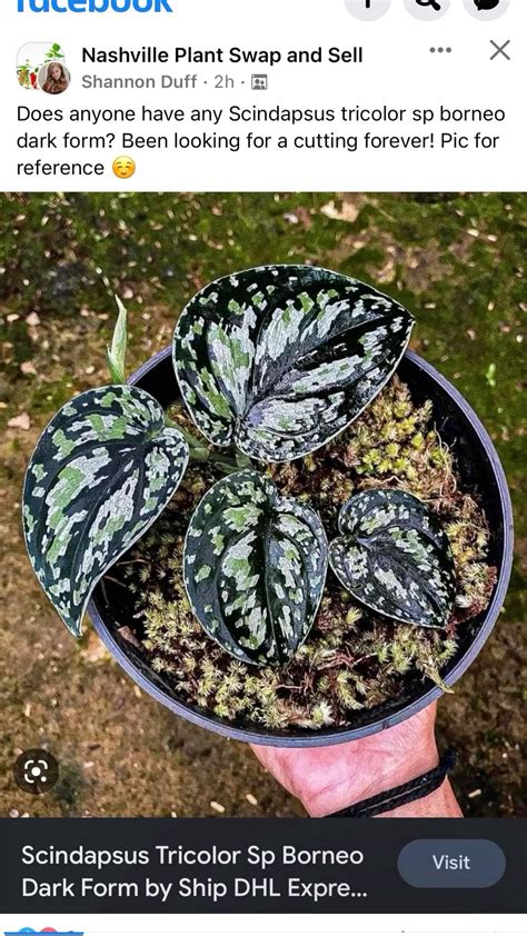 7 Ways To Care For Scindapsus Tricolor Dark Form