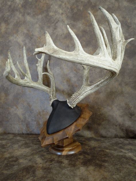 7 Ways To Choose The Perfect Antler Mount Form