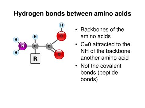 Amino Acids That Form Hydrogen Bonds