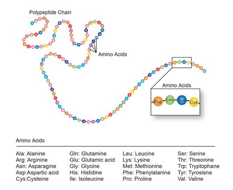 Amino Acids To Proteins: The Joining Process Explained