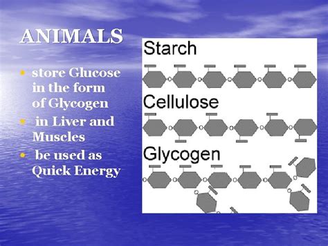 Animals Store Glucose In The Form Of Glycogen