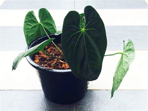 Anthurium Ace Of Spades Dark Form Care Guide