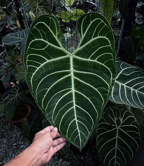 Anthurium Regale Dark Form Care And Growing Guide