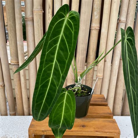 Anthurium Warocqueanum Dark Form: Rare Aroid Plant Profile