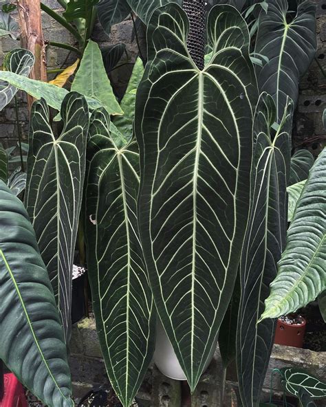 Anthurium Warocqueanum Dark Narrow Form Care Guide