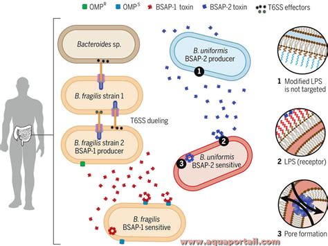 Antimicrobial Antagonism: How Antibiotics Counter Microbial Growth