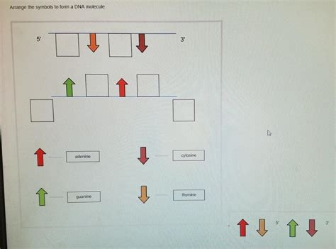 Arrange Symbols To Form A Dna Molecule Structure