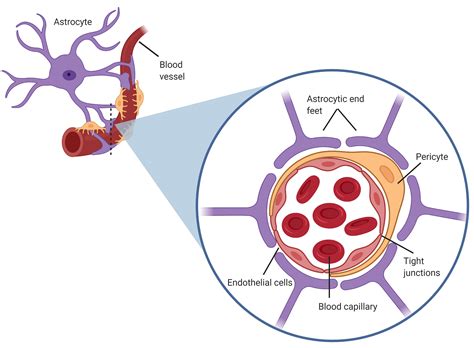 Astrocytes Form The Blood Brain Barrier: Heres How