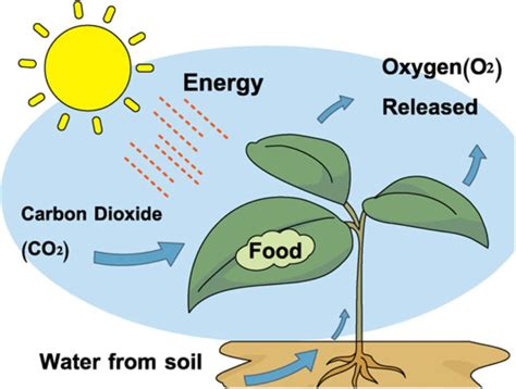 Autotrophs Store Energy In The Form Of Glucose