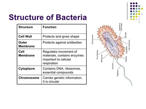 Bacteria Descriptions: Matching Form To Function