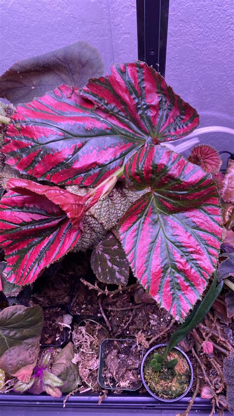 Begonia Brevirimosa Red Form: A Rare Beauty