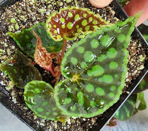 Begonia Chlorosticta Red Form: A Rare Beauty Unveiled