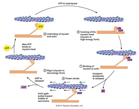 Biomolecule That Helps Form Muscles: Actins Crucial Role